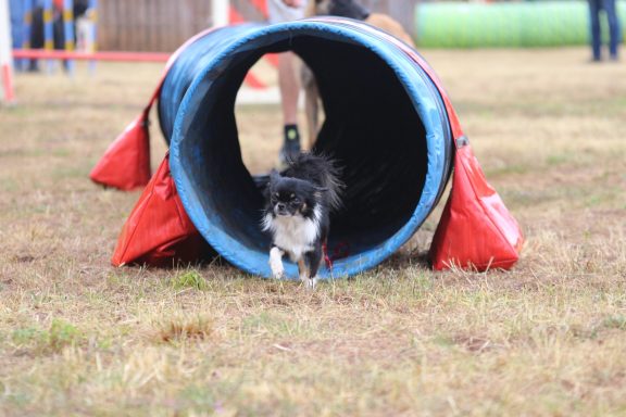 Les activités canines sportives : Agility, Hoopers... en côté de Nogent en Haute-Marne Les activités canines sportives : Agility, Hoopers...