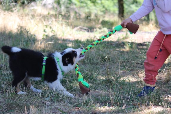 Apprendre en s'amusant Education canine positive par la motivation (récompenses, jeux...) et en famille pour plus de plaisir partagé