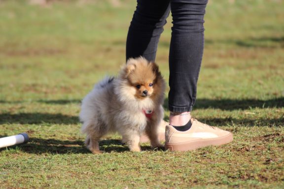 Ecole du chiot dès 2 mois toutes races Ecole du chiot dès 2 mois toutes races